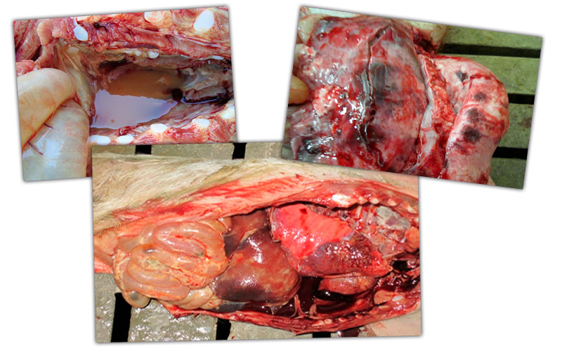 <p>Abbildung 1: Brusth&ouml;hle - L&auml;sionen bei einem Ferkel: Perikard&ouml;dem, multifokale pulmonale L&auml;sionen und Septik&auml;mie mit respiratorischen und digestiven Symptomen</p>
