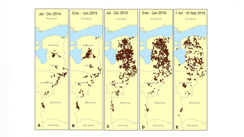 Entwicklung der ASP bei Wildschweinen in den baltischen Staaten und Polen von Juli 2014 bis September 2016
