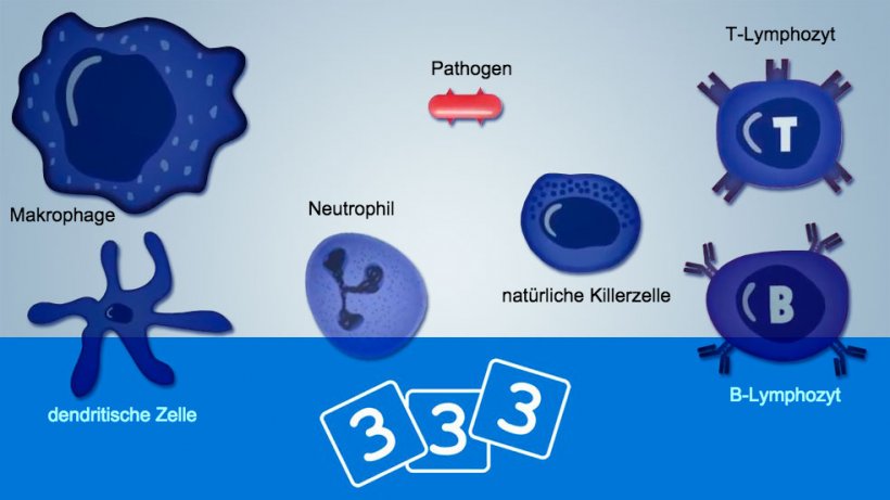 Erfahren Sie bei 3drei3 mehr &uuml;ber Immunologie
