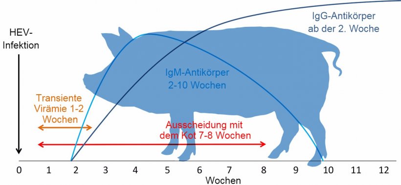 Reaktion auf die Infektion mit dem Hepatitis-E-Virus
