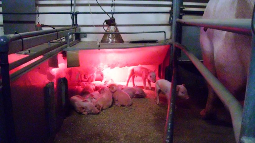 Abbildung 3: Die Anforderungen an die Temperatur f&uuml;r die Ferkel und die Sau sind v&ouml;llig unterschiedlich. Das Ferkelnest erm&ouml;glicht uns, die richtigen Bedingungen f&uuml;r die Ferkel zu schaffen, ohne die Sau zu benachteiligen.
