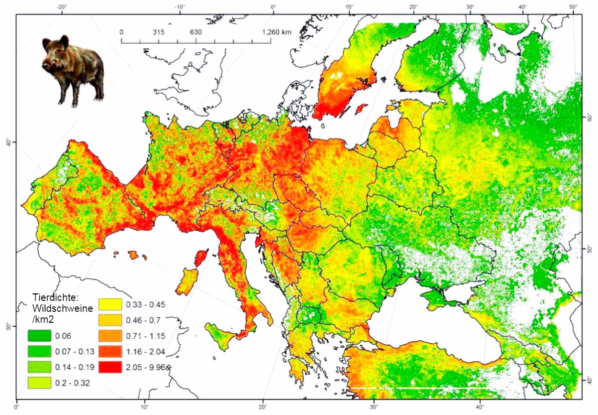 Boar Population in Europe