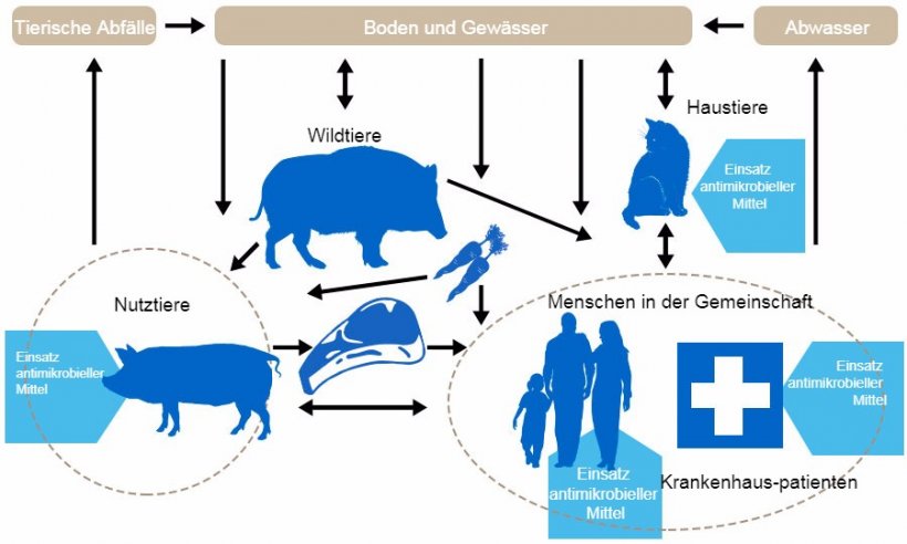 Ablaufdiagramm zu den Determinanten der Antibiotikaresistenz bei den einzelnen Reservoirs: Die Bereiche, in denen Antibiotika verabreicht werden, sind blau markiert. http://www.effort-against-amr.eu/

&nbsp;

&nbsp;
