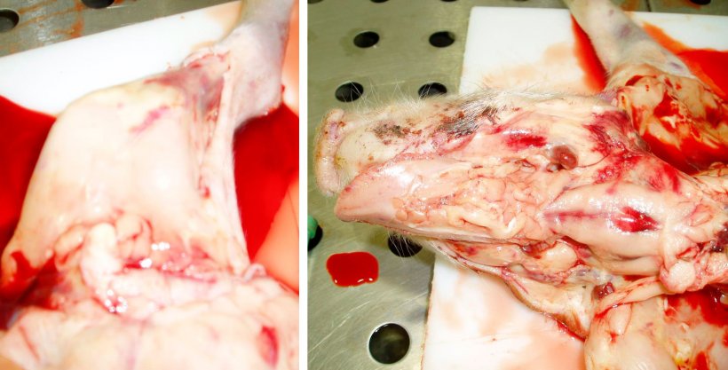 Abbildung 8: Blasser Tierkadaver und subepitheliale Blutungen im linken Hinterbein: Hervorzuheben ist das d&uuml;nne und w&auml;ssrige Blut auf dem Tisch. Abbildung 9: Blasser Tierkadaver mit h&auml;morrhagischen Lymphknoten und subepithelialen Blutungen: Hervorzuheben ist das d&uuml;nne und w&auml;ssrige Blut auf dem Tierkadaver.
