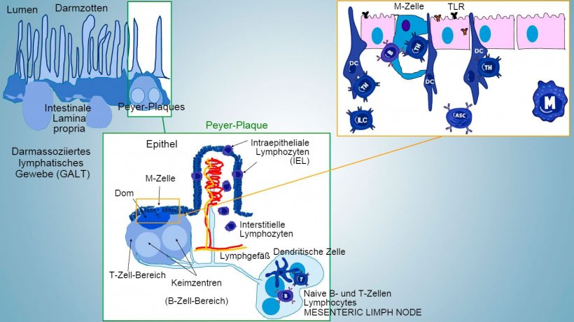 Abbildung&nbsp;1: Schematische Darstellung des darmassoziierten lymphatischen Gewebes: Peyer-Plaques (PP), isolierte Follikel und Mesenteriallymphknoten.
