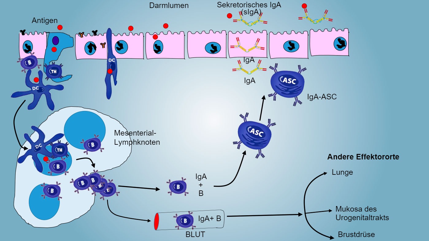 <p>Abbildung 4: Produktion von&nbsp;IgA in den Mesenteriallymphknoten und systemische Reaktion. Proliferierende und aktivierte B- und T-Zellen wandern aus der Lymphe ins Blut aus, bei Schweinen direkt durch die hochendothelialen Venolen&nbsp;(HEV), wobei die Mehrheit in den Darm zur&uuml;ckwandert oder zu anderen Schleimhautoberfl&auml;chen&nbsp;wie Lunge, Brustdr&uuml;se und Urogenitaltrakt gelangt (Effektororte).</p>
