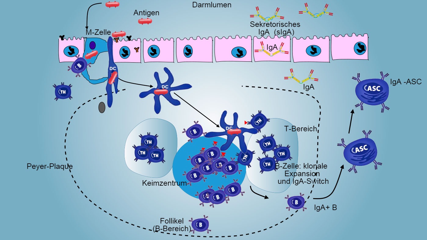 <p>Abbildung 3: Produktion von IgA in Peyer-Plaques.</p>
