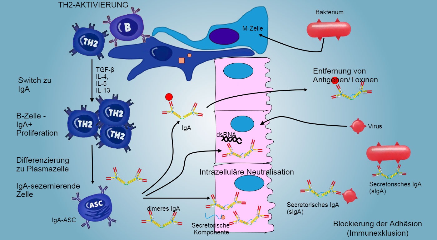 <p>Abbildung&nbsp;6: Der Switch zu IgA wird haupts&auml;chlich durch Aktivierung der TH2-Lymphozyten gesteuert, wobei es zur Produktion der Zytokine&nbsp;TGF-&beta;, IL-4, IL-5 und&nbsp;IL-13 kommt.&nbsp;Das sezernierte IgA-Dimer bindet an einen Rezeptor&nbsp;(pIgR) an der basalen&nbsp;Oberfl&auml;che der Epithelzellen.&nbsp;Der Komplex wird in die Zelle aufgenommen, und noch bevor die Migration durch die luminale Oberfl&auml;che erfolgt, wird der Rezeptor gespalten und IgA verbleiben gebunden an den Rezeptorrest (sekretorische Komponente).</p>
