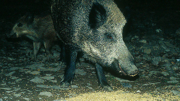 Sowohl hinsichtlich der Jagd als auch in Bezug auf die Schadensvermeidung ist eine Debatte und Regulierung der F&uuml;tterung von Wildschweinen erforderlich.
