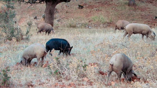 <p>Der Kontakt mit Wildschweinen ist bei Betrieben mit Freilandhaltung wahrscheinlicher, aber einige Krankheitserreger wie z. B. die Viren der Aujeszky-Krankheit oder der klassischen Schweinepest k&ouml;nnen auch die Schweine erreichen, die in St&auml;llen untergebracht sind.</p>
