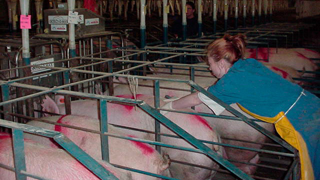 Mitarbeiter bei der Rauschekontrolle mit abgesetzten Sauen im Stall.
