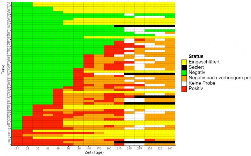 Abbildung 1: Heatmap des longitudinalen Nachweises von M. hyopneumoniae bei Jungsauen
