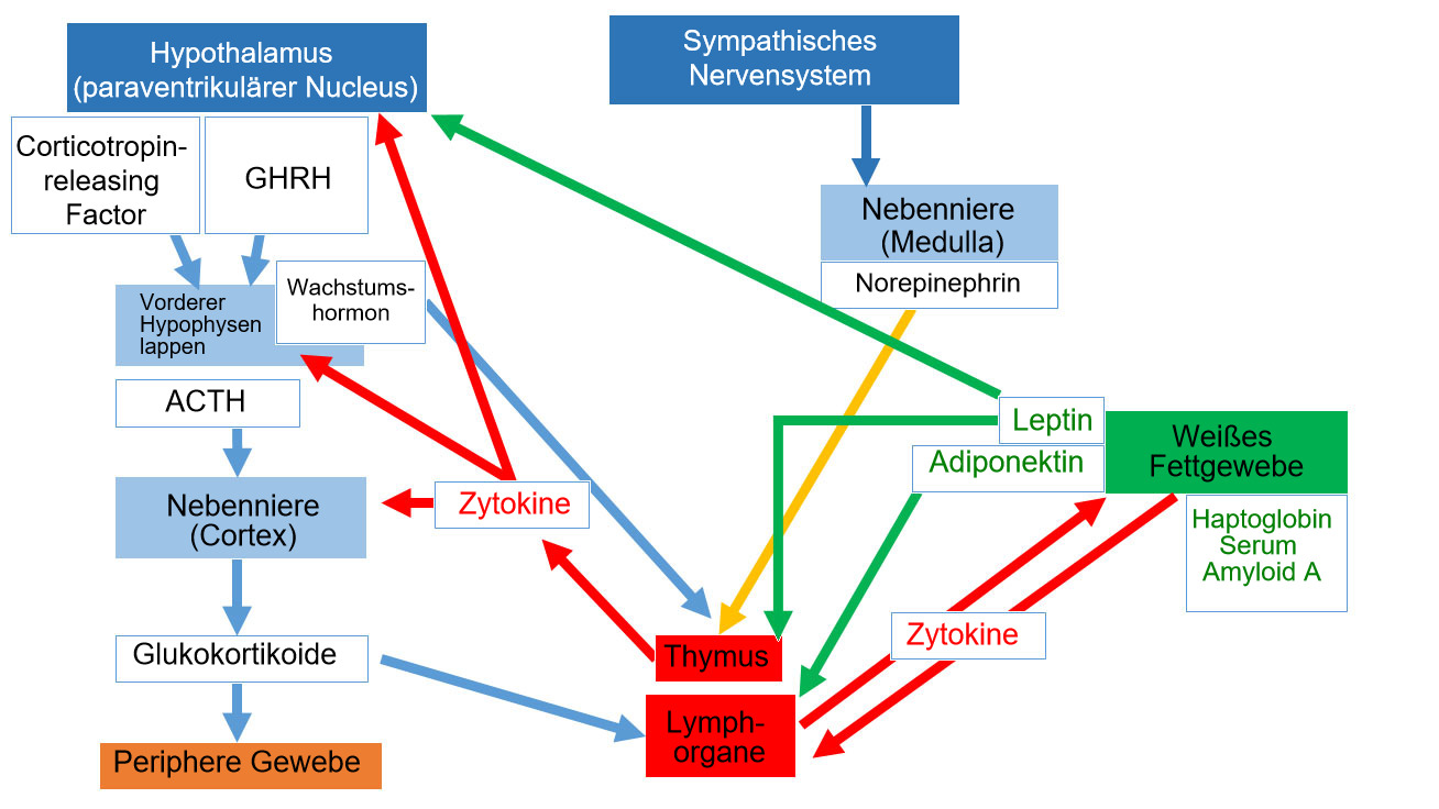 Hypothalamus Hypophysen Achse acth