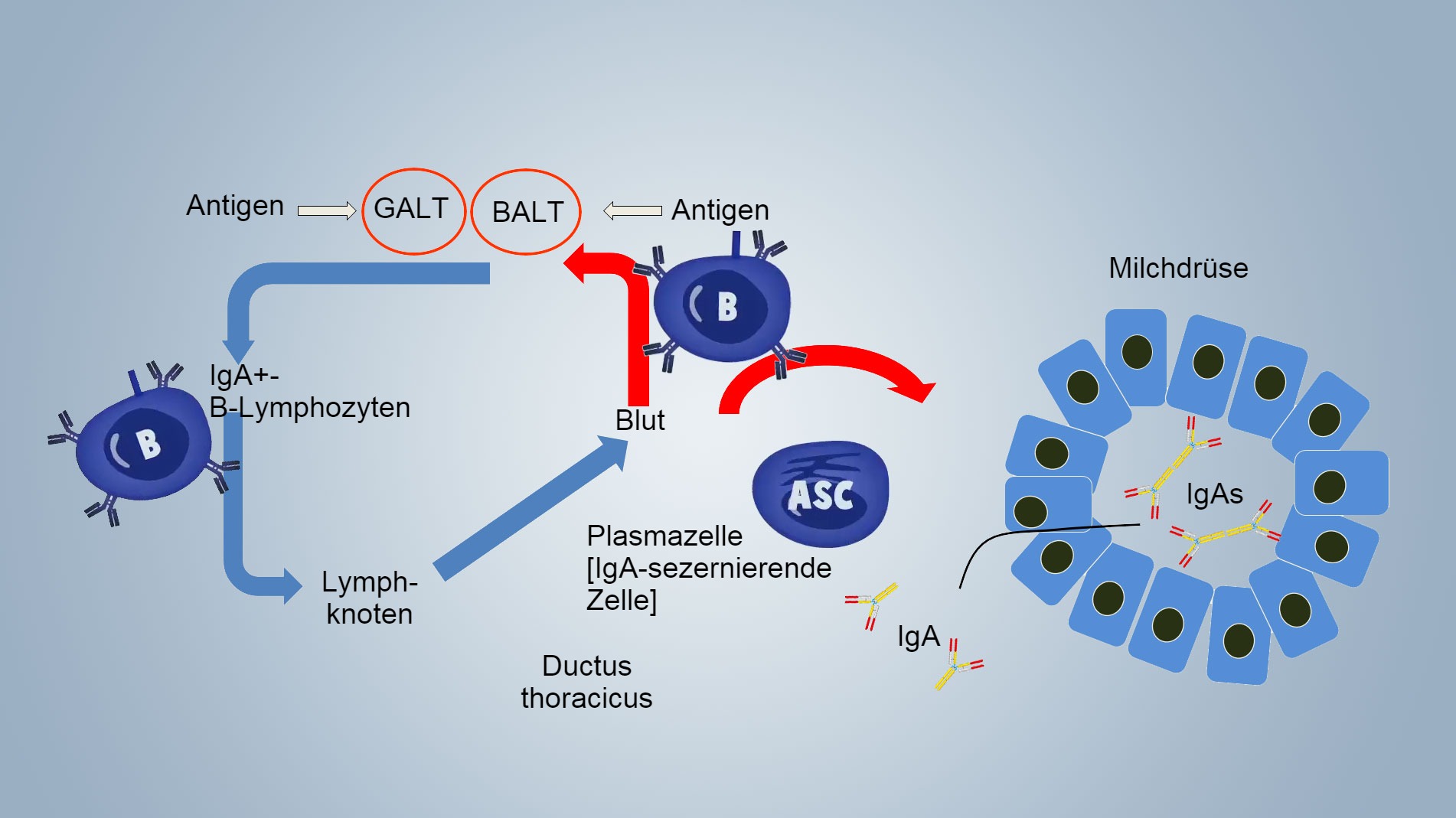 b Lymphozyten