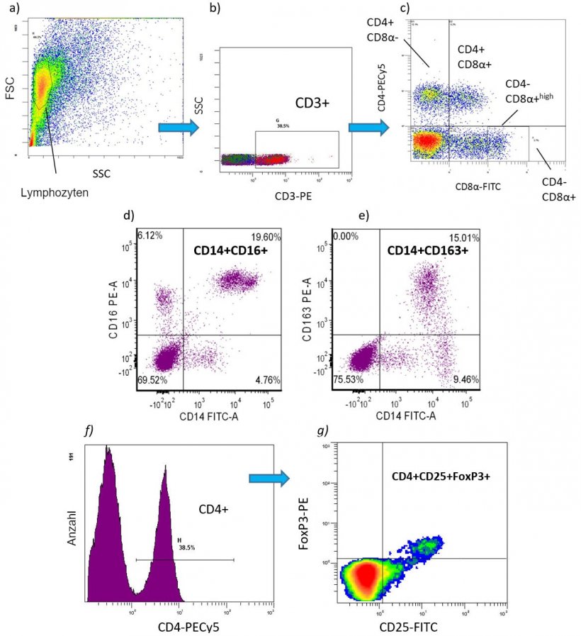 Abb. 2. Flusszytometrie. Beispiele f&uuml;r Immunzellph&auml;notypen, die als Prozentsatz oder in absoluten Zahlen bei Schweinen quantifiziert wurden&nbsp;[Anzahl Zellen/ml Blut].&nbsp;PBMC: a-c) T -Lymphozytensubpopulationen:  CD3+CD4+CD8- = T-Helferzellen&nbsp;(Th) CD3+CD4+CD8+ = Ged&auml;chtnis-T-Zellen&nbsp;CD3+CD4-CD8+ = zytotoxische T-Lymphozyten&nbsp;(CTL) d-e) proinflammatorische&nbsp;Monozytensubpopulationen:  CD172+CD14+CD16+ CD172+CD16+CD163+ CD172+CD14+CD163+ f-g) CD4+CD25+FoxP3+ = regulatorische&nbsp;T-Lymphozyten&nbsp;(Tregs).
