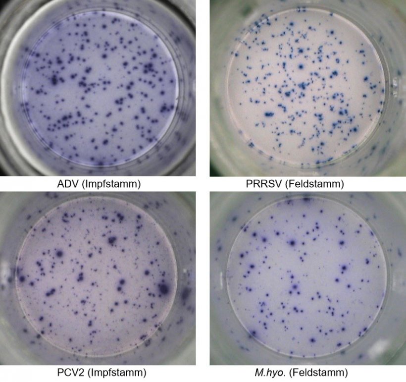 Abb. 1. IFN-&gamma; ELISPOT. Antigen-spezifische Reaktionen bei&nbsp;PBMC auf Schweinepathogene.&nbsp;ADV: Aujeszky-Virus; PRRSV: Porzines-reproduktives-und-respiratorisches-Syndrom-Virus; PCV2: porzines Circovirus Typ&nbsp;2; M. hyo.: Mycoplasma hyopneumoniae. Jeder Spot ist auf die&nbsp;IFN-&gamma;-Sekretion durch reaktivierte Ged&auml;chtnis-/Effektor-T-Lymphozyten zur&uuml;ckzuf&uuml;hren. In Klammern ist das zur Reaktivierung der Zellen in den Testplatten verwendete Pathogen angegeben.
