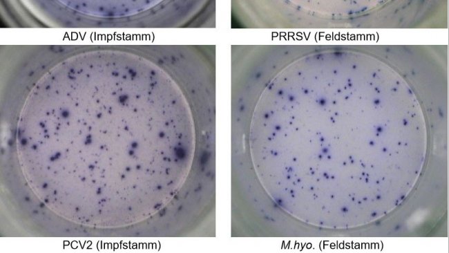<p>Abb. 1. IFN-&gamma; ELISPOT. Antigen-spezifische Reaktionen bei&nbsp;PBMC auf Schweinepathogene.&nbsp;ADV: Aujeszky-Virus; PRRSV: Porzines-reproduktives-und-respiratorisches-Syndrom-Virus; PCV2: porzines Circovirus Typ&nbsp;2; M. hyo.: Mycoplasma hyopneumoniae. Jeder Spot ist auf die&nbsp;IFN-&gamma;-Sekretion durch reaktivierte Ged&auml;chtnis-/Effektor-T-Lymphozyten zur&uuml;ckzuf&uuml;hren. In Klammern ist das zur Reaktivierung der Zellen in den Testplatten verwendete Pathogen angegeben.</p>
