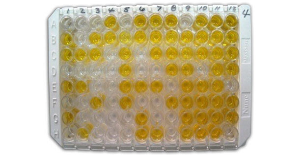 Abbildung&nbsp;1:Indirekter ELISA zum Nachweis von anti-Chlamydia-Antik&ouml;rpern im Serum.
