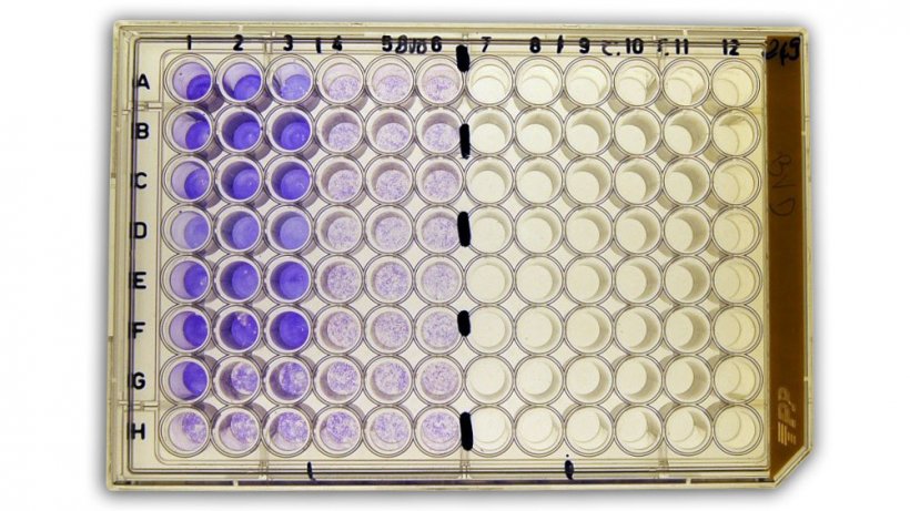 Abbildung&nbsp;2b: Virusneutralisationstest (NT) zum Nachweis von anti-BVDV (bovines Virusdiarrh&ouml;-Virus)-Antik&ouml;rpern im Serum.
