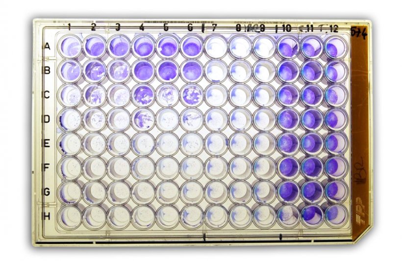 Abbildung&nbsp;2a: Virusneutralisationstest (NT) zum Nachweis von anti-BHV-1 (bovines Herpesvirus Typ 1)-Antik&ouml;rpern im Serum.
