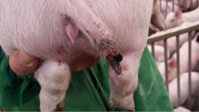<p>Abbildung 1: Schwere Verletzung bei einem Schwein von fast 15 kg, bei dem ein Teil des Schwanzes fehlt</p>

