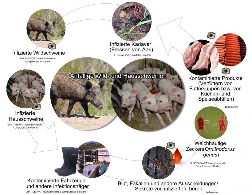 Abbildung 1: &Uuml;bertragungswege des Virus der afrikanischen Schweinepest inklusive direktem und indirektem Kontakt mit infekti&ouml;sen Tieren, ihren Produkten, Ausscheidungen/ Sekreten und/oder Blut, Kadavern, verschiedenen kontaminierten Infektionstr&auml;gern und biologischen Krankheits&uuml;bertr&auml;gern (eigene Arbeit).
