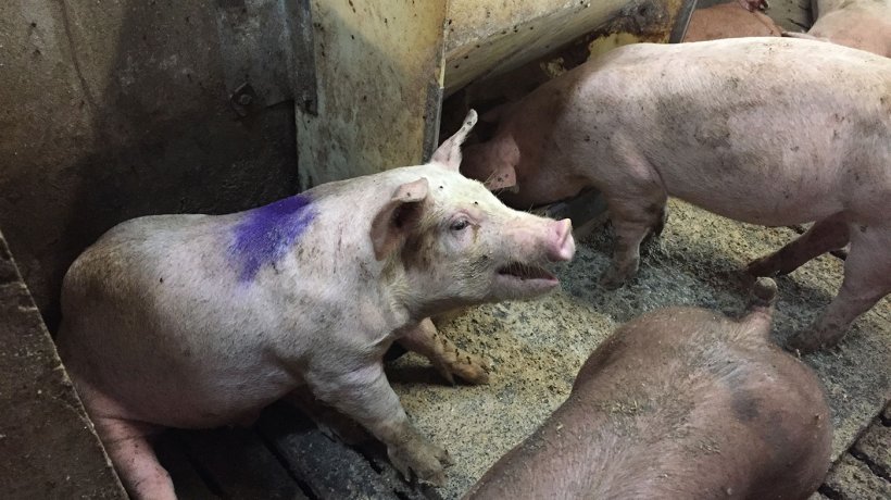 Abbildung 1: Schwein mit Husten in einem Krankenstall. Hinweis: Der Futterautomat im Krankenstall gibt Trockenfutter ad libitum aus.
