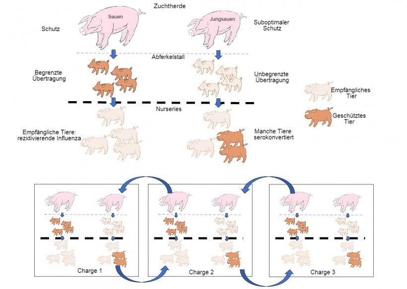 Abb.&nbsp;1: Die Verbreitung ist geringer bei Tieren, die einen besseren Immunschutz erhalten (Ferkel von multiparen Sauen), als bei Ferkeln von primiparen Sauen.&nbsp;In der Aufzuchtphase entwickeln Ferkel, die bei Vorhandensein einer gewissen Konzentration an&nbsp;maternalen Antik&ouml;rpern infiziert wurden, keine aktive Immunit&auml;t, sodass das Virus in der Lage ist, eine erneute Infektion und somit eine rezidivierende Influenza zu verursachen.&nbsp;Schlie&szlig;lich erleichtert auch die gleichzeitige Pr&auml;senz von verschiedenen Chargen von Tieren unterschiedlichen Alters die Verbreitung des Virus zwischen verschiedenen Produktionschargen, sodass es zur Perpetuierung der Infektion kommt.
