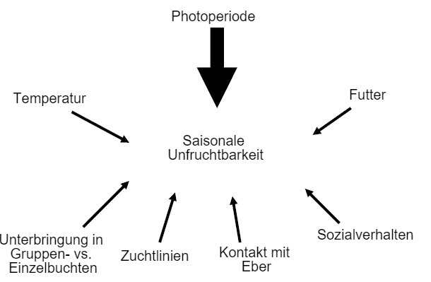 Abbildung 7: Faktoren, die Einfluss auf die Entstehung der saisonalen Unfruchtbarkeit haben
