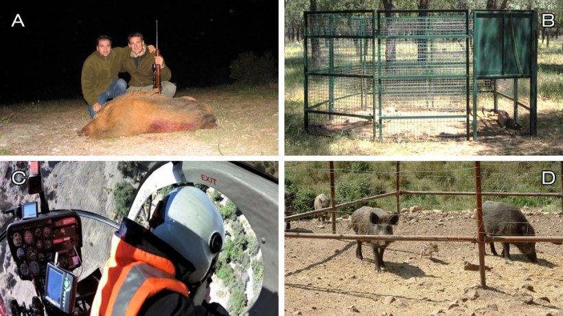 Foto 1: Kontrollm&ouml;glichkeiten: A) Freizeitjagd; B) Fallen; C) Beseitigung durch Fachleute (in diesem Fall aus einem Hubschrauber; Foto mit freundlicher Genehmigung von Ivor Jockney); D) Habitatmanagement: Unterlassung der F&uuml;tterung und Schutz der Anbaukulturen (Foto: fester Futterplatz f&uuml;r Wildschweine).

&nbsp;
