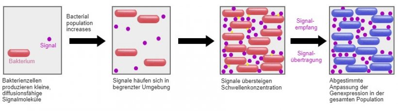 Eine vielversprechende Methode ist die F&auml;higkeit, den Signalmechanismus unter Bakterien (Quorum sensing) durch bestimmte Probiotika zu beeinflussen. Auf diese Weise k&ouml;nnen sie daran gehindert werden, unter widrigen Bedingungen gemeinsame &Uuml;berlebensstrategien wie die Bildung von Biofilmen oder die Sporulation zu entwickeln.
