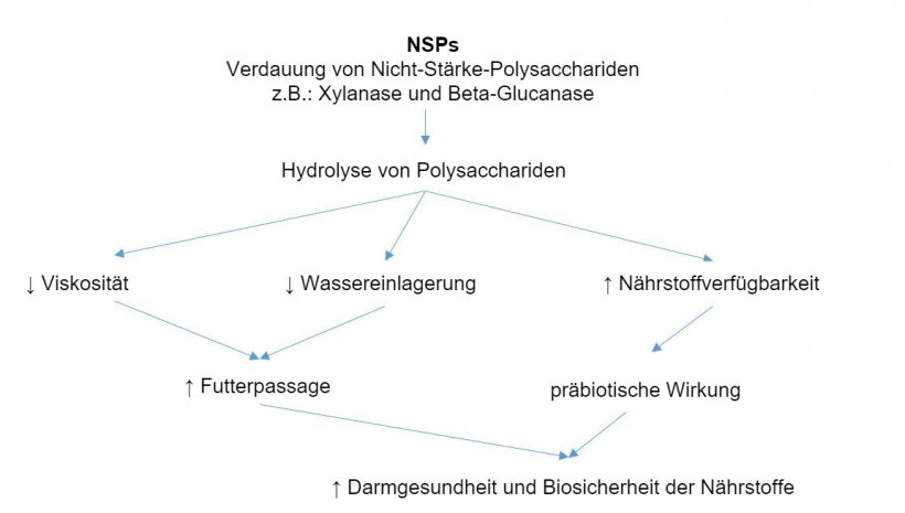 Wirkmechanismus der exogenen Enzyme: Exogene Enzyme sind pr&auml;biotisch aktiv, indem sie Nicht-St&auml;rke-Polysaccharide zu Oligosacchariden hydrolysieren, die von bestimmten Bakterien verwendet werden k&ouml;nnen (nach Sinha 2011).
