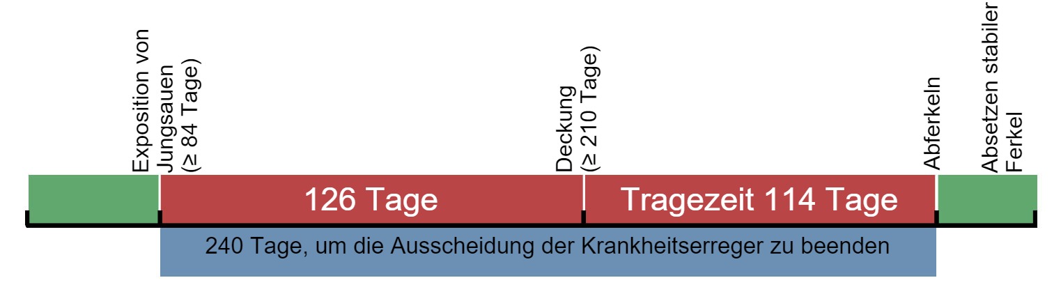 <p>Figure 1. Time line for exposure of replacement gilts.</p>
