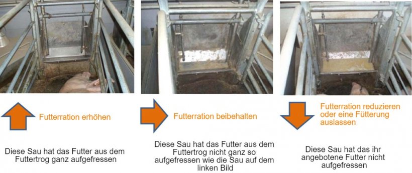 Abbildung 2: Mindestens einmal am Tag sollten die Futtertr&ouml;ge &uuml;berpr&uuml;ft werden und es sollte entsprechend den Beobachtungen entschieden werden, ob die Sau mehr fressen kann oder nicht. Quelle: Pig Research Center
