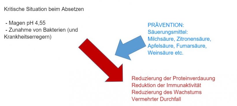 Bild 2: Die Versauerung des Verdauungsbreis ist auch eine gute Strategie, um die Verdauung vor allem bei Absetzferkeln zu verbessern, da ihre endogene Kapazit&auml;t sehr begrenzt ist. Durch die Zugabe eines S&auml;uerungsmittels zum Futter wird die Verringerung der Proteinverdauung und deren Auswirkungen auf die Immunit&auml;t und die Produktionsparameter vermieden.
