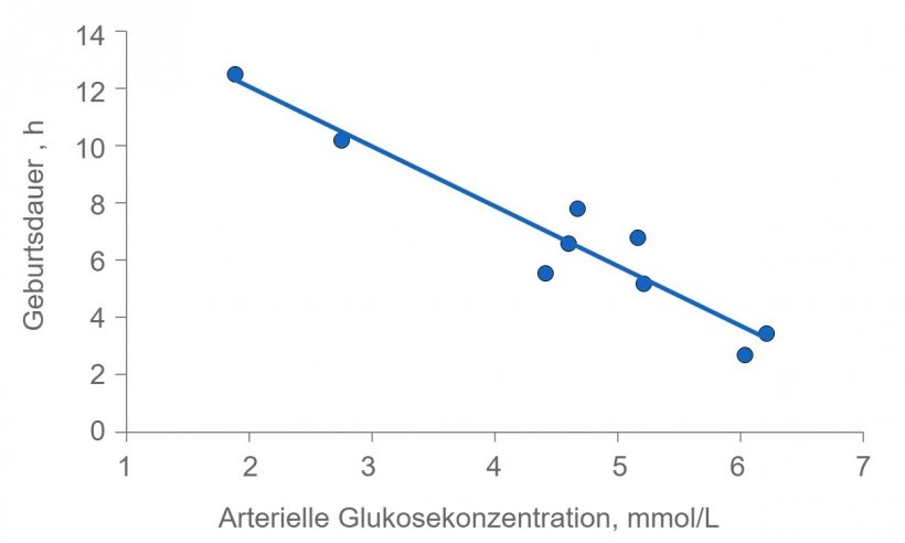 Abbildung 2: Die Geburtsdauer wird stark verl&auml;ngert, wenn die Energie der Sauen aufgebraucht ist. Der Plasmaglukosewert liegt normalerweise konstant bei 4,5 (zwischen 4 bis 5) mmol/l, aber kurz nach der F&uuml;tterung wird dieser Wert &uuml;berschritten und, falls der Glykogenspeicher in der Leber ersch&ouml;pft ist, kann er sich mehrere Stunden nach der F&uuml;tterung au&szlig;erhalb der empfohlenen Werte befinden.
