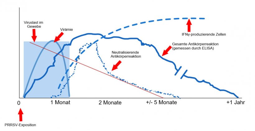 Grafik 1: Reaktion des Immunsystems auf eine mit dem PRRS-Virus infizierte Sau (L&eacute;pez and Osorio, 2004)
