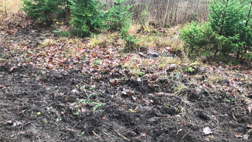 Spuren von Wildschweinen auf Futtersuche
