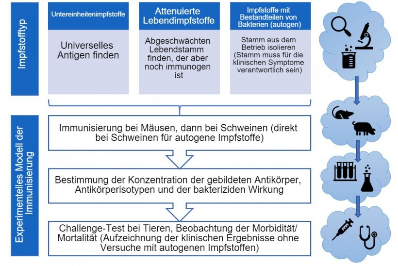 Abbildung 3: Schritte bei experimentellen Impfstoff-Wirksamkeitstests (nach Impfstofftyp)
