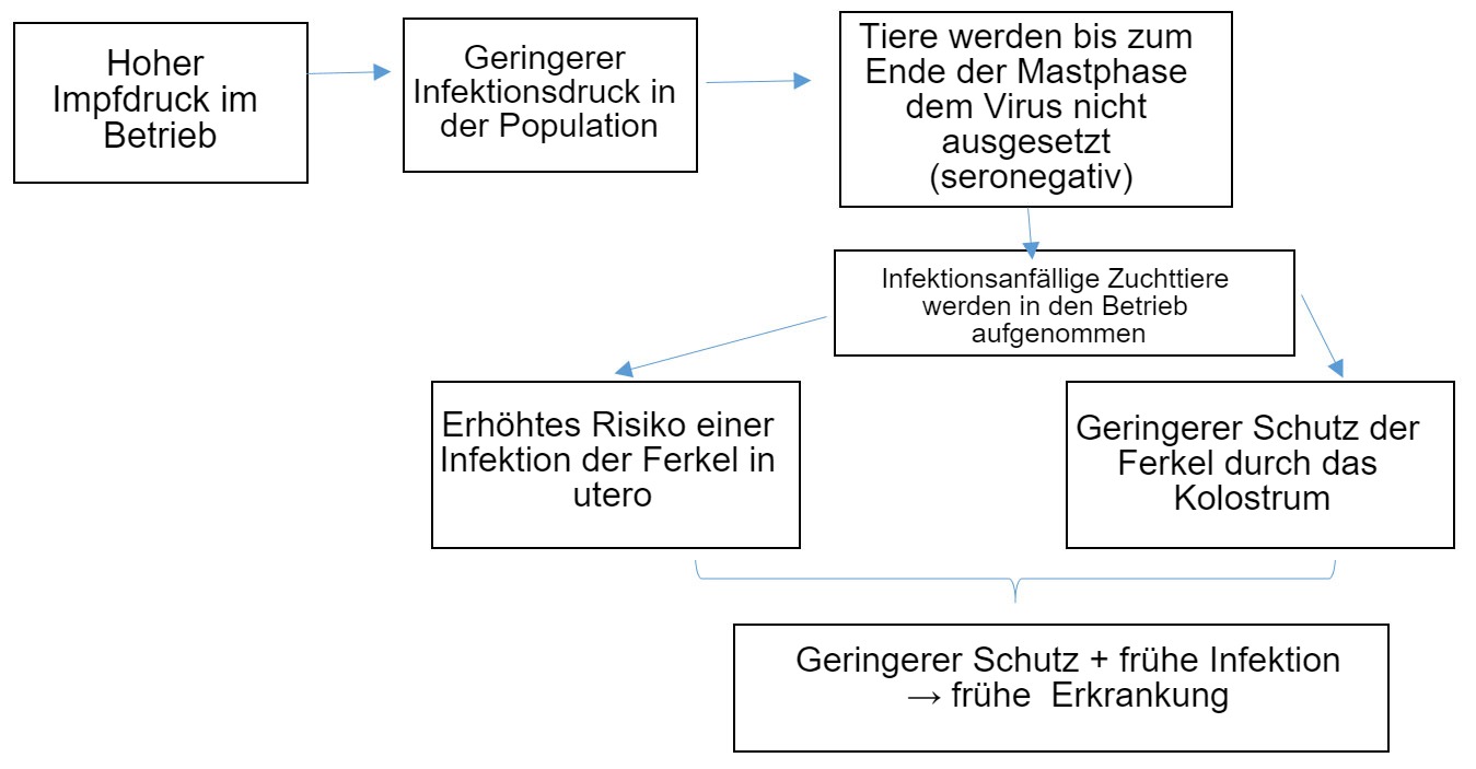 <p>Abbildung 1: Entwicklung der PCV2-Infektionsepidemiologie im Rahmen der Routineimpfung</p>
