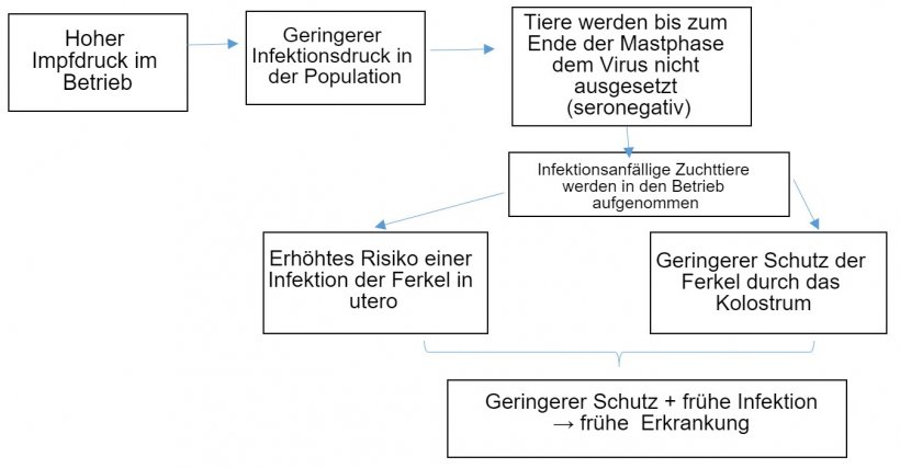 Abbildung 1: Entwicklung der PCV2-Infektionsepidemiologie im Rahmen der Routineimpfung
