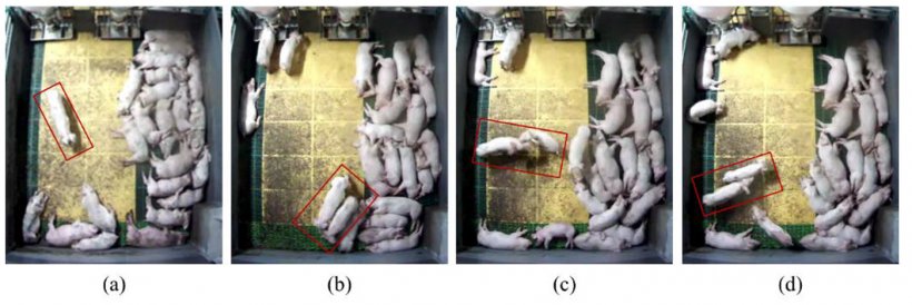 Abbildung 1: Bildanalyse zum Aufsp&uuml;ren von Verhaltensweisen bei Schweinen: (a) Normal: Schwein, das allein geht; b) Normal: Schweine, die gemeinsam gehen (c) Aggression: Kopf-an-Kopf-Kampf und (d) Aggression: Verfolgung. Quelle: Lee et al. 2016
