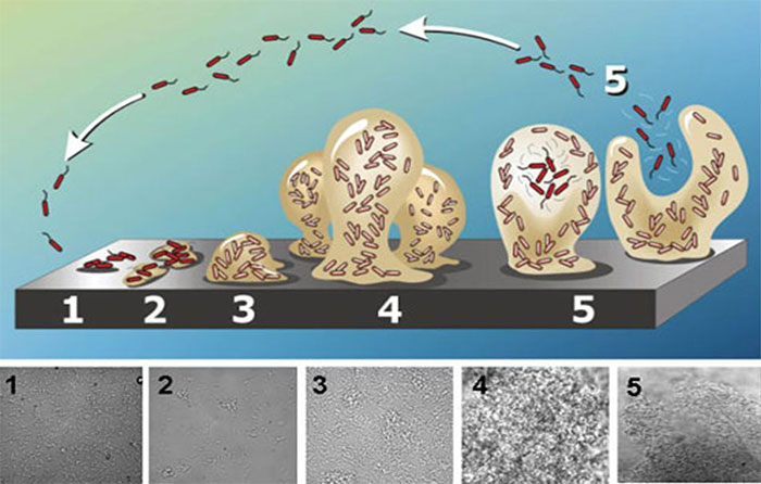 Foto 1: Schematische Darstellung der Biofilmbildung: Von der bakteriellen Anhaftung an der Oberfl&auml;che bis zur Bildung reifer Biofilme aus Polysacchariden. &bdquo;Pilz&ldquo;-Form vor der Abl&ouml;sung. Quelle: Abraham Adu-Gyamfi
