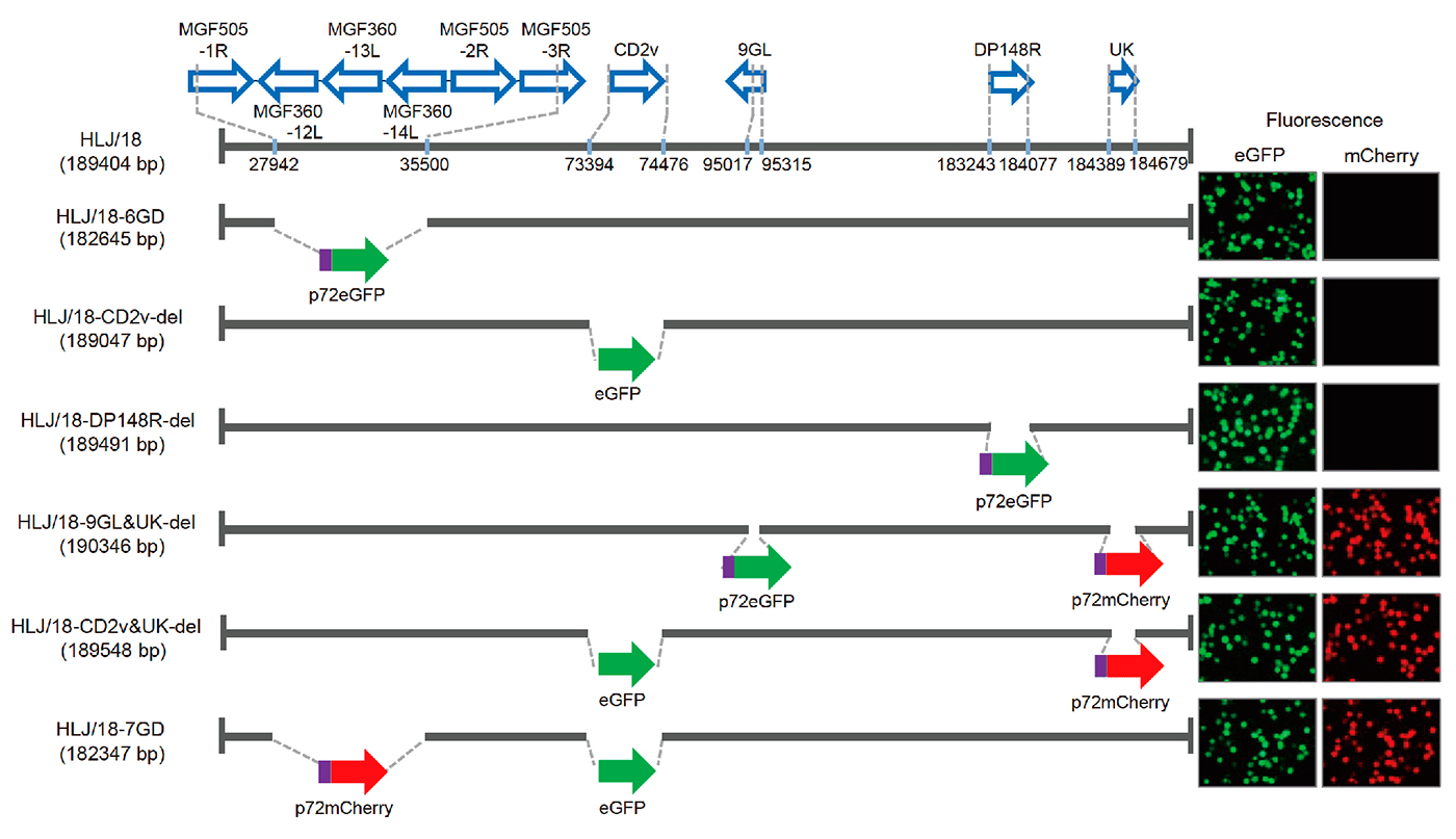 Gendeletion entstandenen ASP-Virus