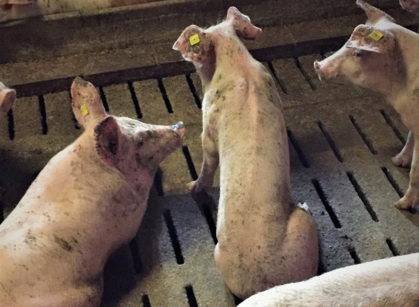 Foto 2: K&uuml;mmerndes Schwein im Maststall
