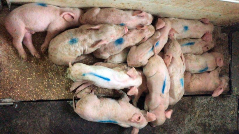 Foto 1: Zu sehen sind drei Tage alte Ferkel mit gelbem, fl&uuml;ssigem Durchfall. Sie sind sehr fleckig und feucht. Den Ferkeln ist kalt und sie stapeln sich auf der Heizmatte.
