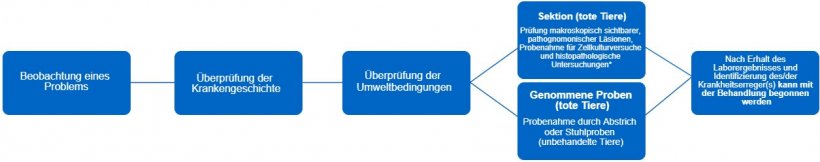 Abbildung 1: Dieser Entscheidungsbaum legt die Schritte dar, die f&uuml;r eine genaue Diagnose und korrekte Behandlung zu befolgen sind. *Die Art der L&auml;sion kann uns Informationen dar&uuml;ber geben, um welchen Infektionserreger es sich handelt.
