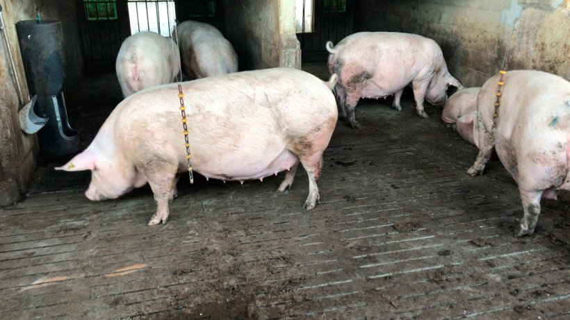 Foto 1: Gruppenbucht f&uuml;r Sauen der zweiten Parit&auml;t. Alle Sauen der Gruppe befinden sich im gleichen Zyklus, um die Impfung mit dem gleichen Programm wie bei den Jungsauen zu erleichtern.
