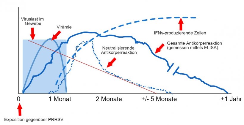 Schema des Virus- und Antik&ouml;rpernachweises nach Exposition gegen&uuml;ber PRRSV: Die folgende Grafik zeigt die Ver&auml;nderungen der Konzentration (Y-Achse) im Laufe der Zeit (X-Achse) verschiedener Analyten, die in Assays verwendet werden. Nach der Exposition gegen&uuml;ber dem PRRS-Virus findet man das Virus je nach Alter und Immunstatus des Schweins oft zwischen 2 und 4 Wochen lang im Blut der Schweine (Vir&auml;mie). Die Serokonversion (Antik&ouml;rpernachweis) erfolgt in der Regel zwischen 7 und 10 Tagen nach der Exposition und h&auml;lt mehrere Monate an, bevor die Tiere wieder seronegativ werden. Neutralisierende Antik&ouml;rper treten zwischen 4 und 6 Wochen nach der Exposition auf (L&oacute;pez und Osorio, 2004).
