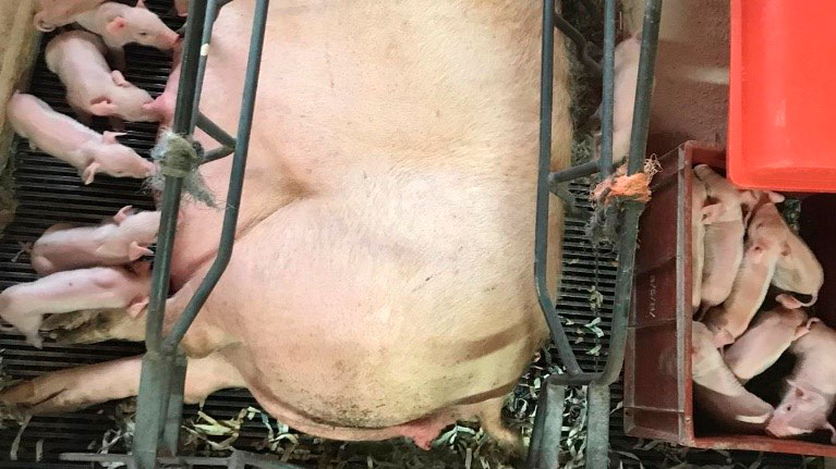 Foto 1. Abwechselndes S&auml;ugen nach Gruppen hilft sicherzustellen, dass alle Ferkel ausreichend Kolostrum erhalten
